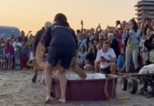 Ulisse torna in mare: liberata una Caretta caretta a Pesaro