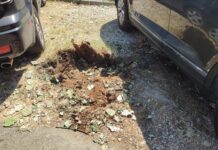 Pioppo caduto in via Dante, Lupus in Fabula: «Serve il censimento degli alberi»