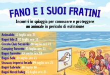 Fratino, incontri in spiaggia per conoscere e proteggere la specie