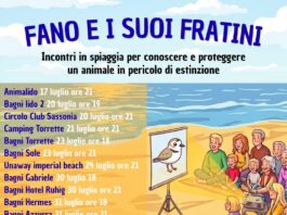 Fratino, incontri in spiaggia per conoscere e proteggere la specie