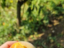 Grandine, Coldiretti Marche: “Coltivazioni distrutte e danni fino al 90%, chiediamo stato di calamità”