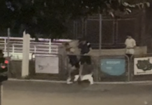 Pesaro, ragazzi prendono a calci e distruggono cartelloni al semaforo (VIDEO)