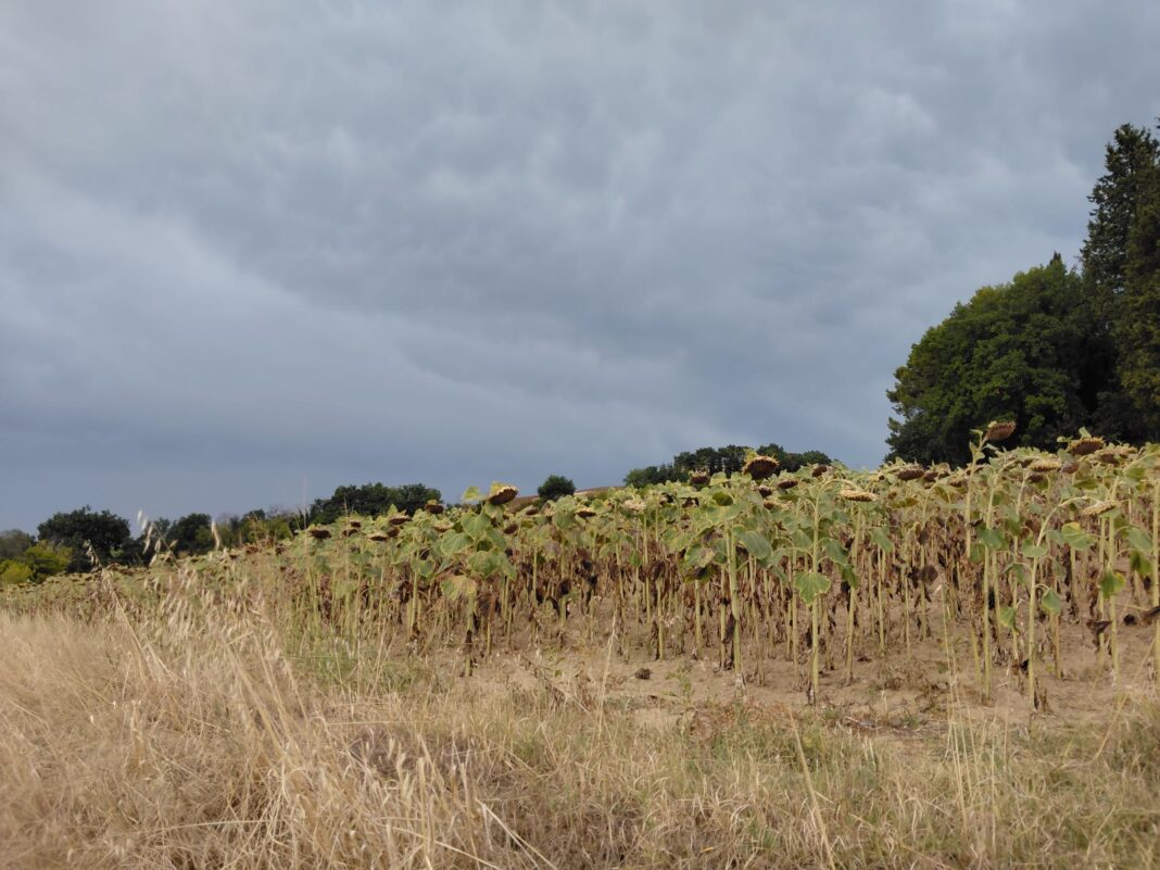 Un campo di girasole colpito da caldo e intemperie
