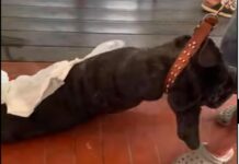 Cane stremato, trascinato e preso a calci a Fano: ora è in ripresa. L’Enpa: «Non venga restituito»