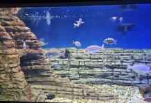 Fano Marine Center, inaugurati il Biodiversity Gateway e otto nuovi laboratori
