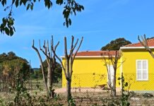 Verde pubblico, Lupus: “Capitozzature inaccettabili, serve un cambio di approccio”