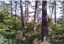 Fermignano, al via la riqualificazione del bosco di Cà Paino: interventi su 17 ettari