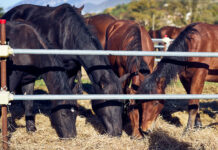 Torna a Chiaserna la grande festa del Cavallo del Catria