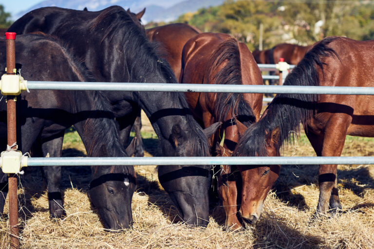 Torna a Chiaserna la grande festa del Cavallo del Catria