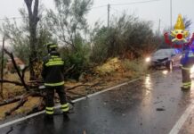Orciano di Pesaro, albero cade su un’auto: conducente illeso