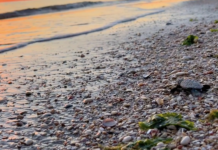 Senigallia, nuove nascite di Caretta caretta: altri due piccoli raggiungono il mare