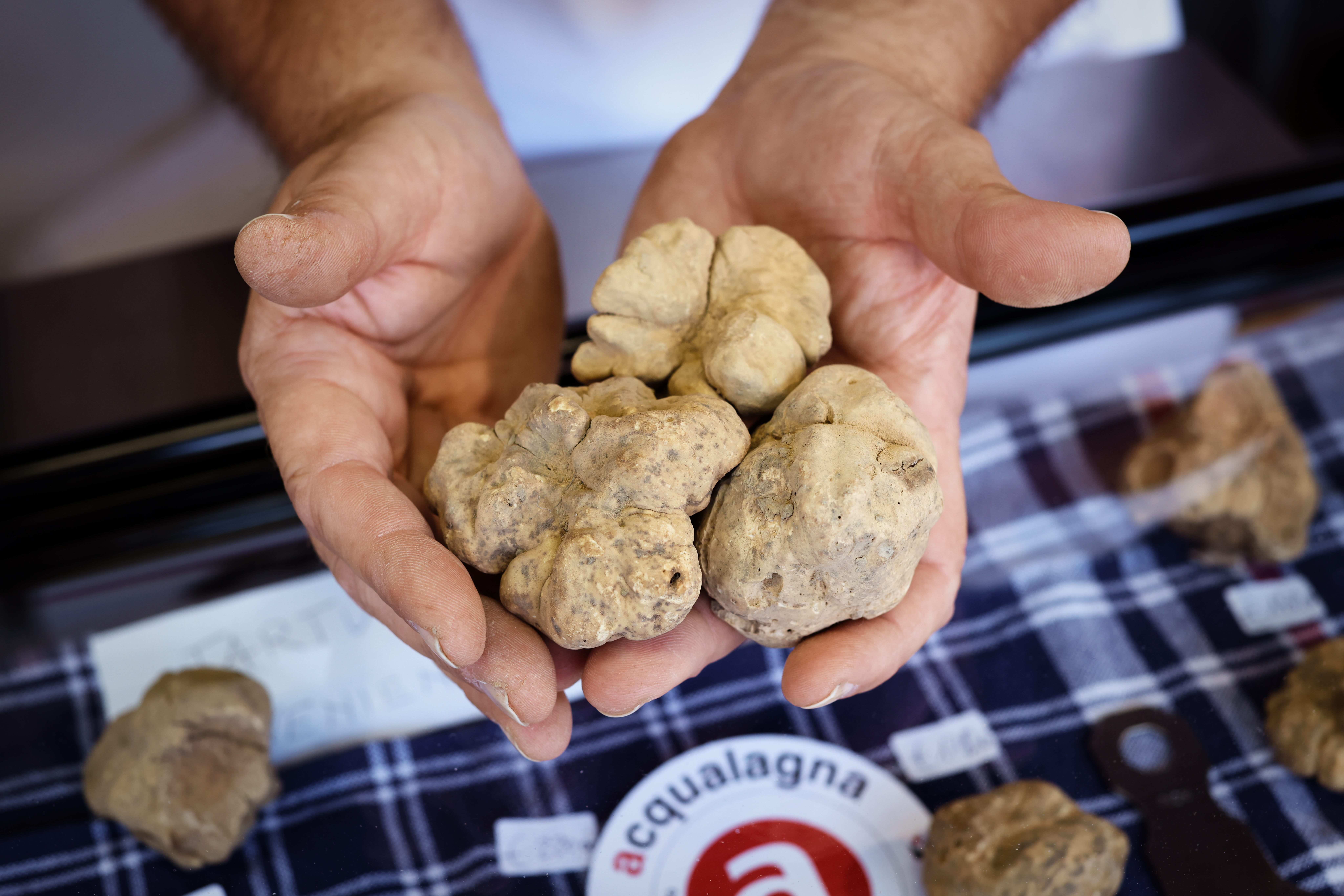 Tartufo Bianco di Acqualagna 3