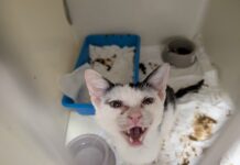 Le Guardie OIPA sequestrano 4 gatti gravemente malati: erano scheletrici e infestati dalle pulci
