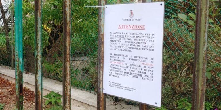 Fano, gatto di colonia trovato morto in via Volta: sospetto avvelenamento, scatta l’allerta