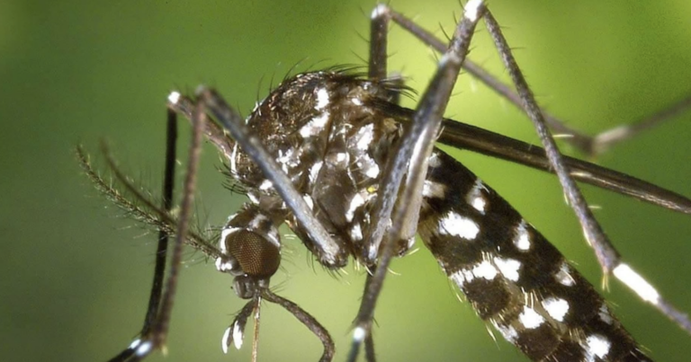 Dengue a Cartoceto, conclusi i tre interventi di disinfestazione dopo il caso segnalato