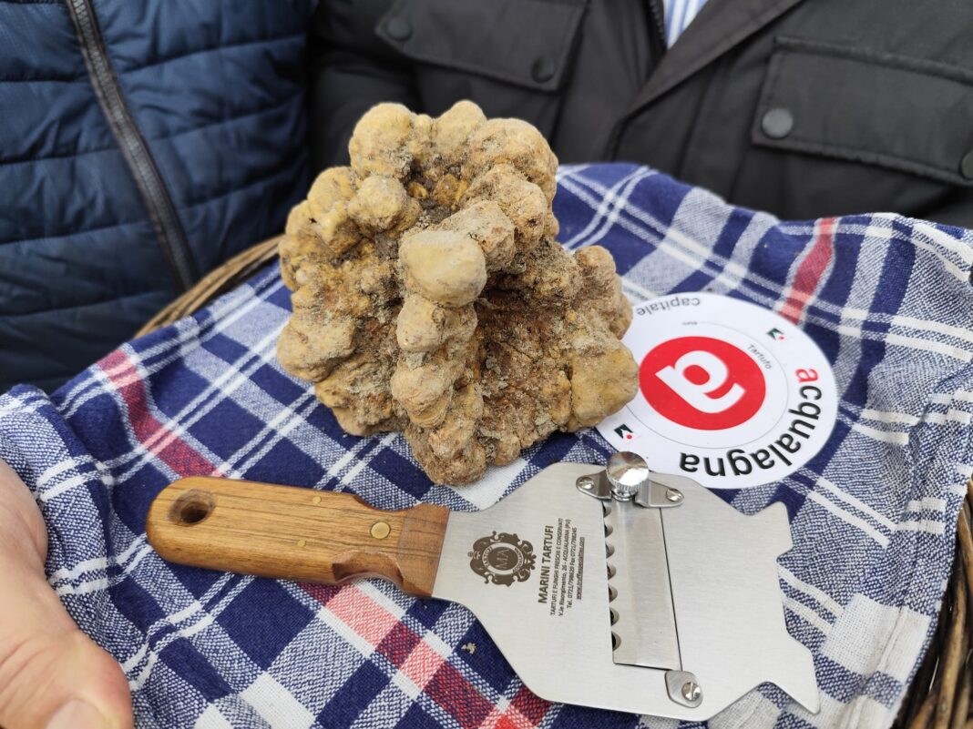 Tartufo Bianco di Acqualagna