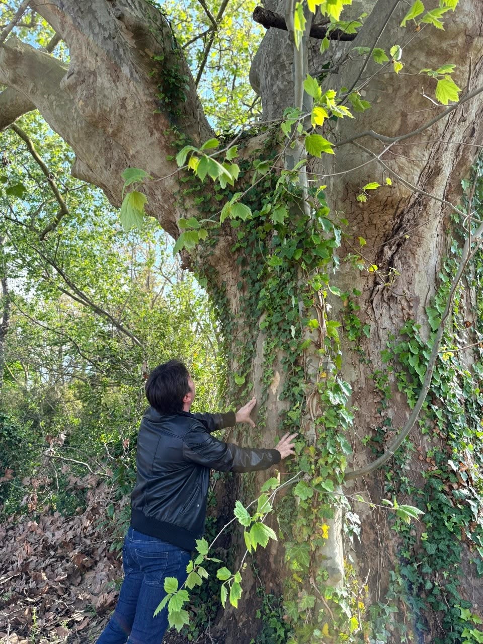 biancani verde