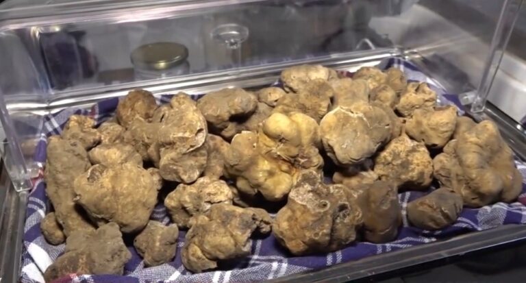 Pergola, parte la stagione del tartufo bianco: prime quotazioni a 1.800 euro al chilo